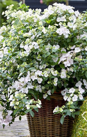 Саженец гортензии ампельной Сбежавшая невеста в подвесном кашпо (ЦД)