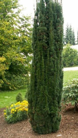 Саженец Тисс ягодный Fastigiata (Фастигиата) в конт. С2