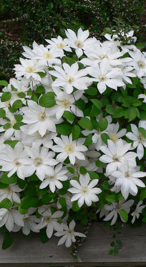 Саженец клематиса Титания в конт. С2 (СП)