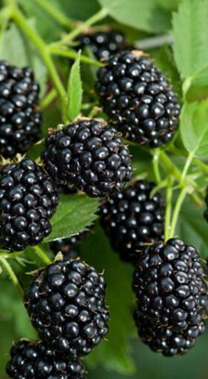 Саженец ежевики бесшипной Релевант в конт. С2 (НС)