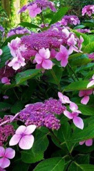 Саженец гортензии шершавой Горячий Шоколад в конт. С4 (СП)