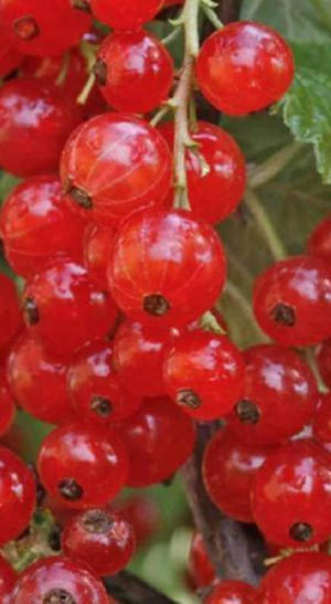 Саженец смородины красной Коралловая, 2 года, ОКС (П)