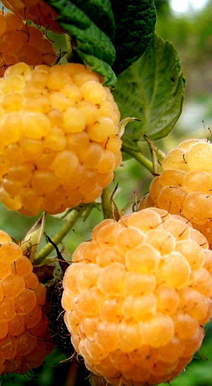 Саженец малины Золотые купола, ремонтантная, ОКС (ИП Кухарчук А.И.)