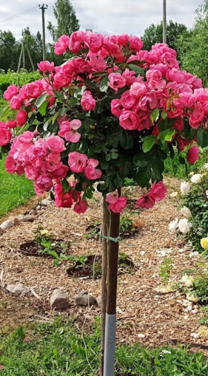 Розы саженцы на штамбе Abraham Darby