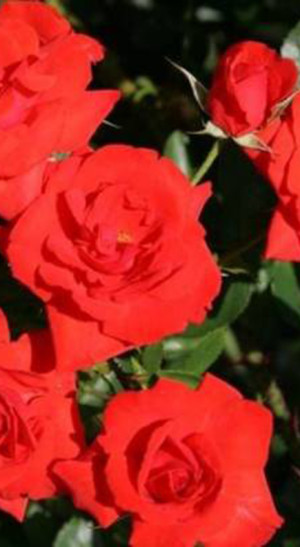 Розы саженцы на штамбе Top Hit