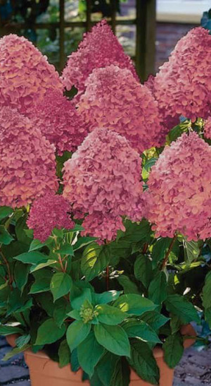 Саженец гортензии метельчатой Мэджикал Кэндл (Magical Candle) 1 год, в цветной коробке, ОКС (ЗГ)