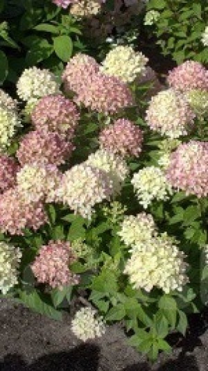 Саженец гортензии метельчатой Лайм Лайт в конт. Р9 (СП)