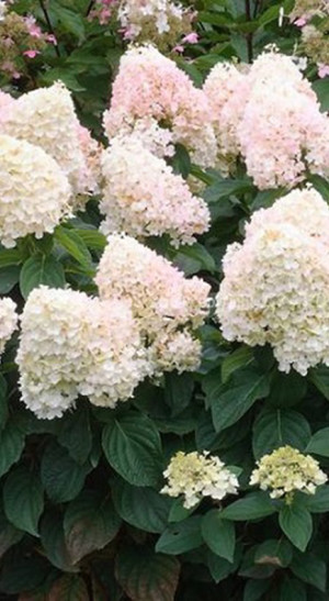 Саженец гортензии метельчатой Мэджикал Свит Саммер (Magical Sweet Summer) в конт.Р9(СвитаТрансАвто )