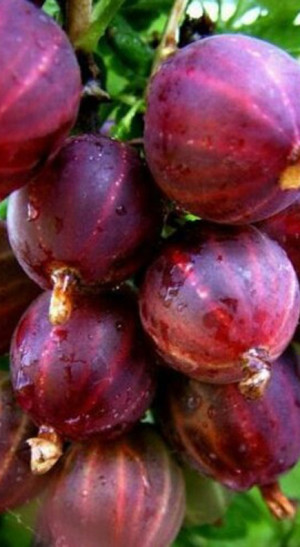 Саженец крыжовника Сенатор (Консул) в конт. С2 (НС)