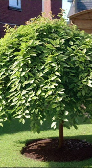 Саженец ивы козьей Килмарнок (Kilmarnock) на штамбе 120см.С5 (Зеленый горизонт ФХ)