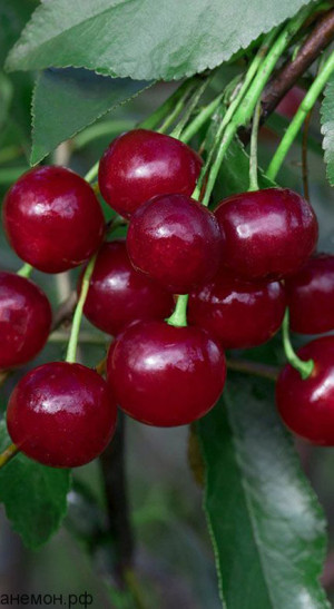 Саженец вишни Молодежная в контейнере (КФХ 