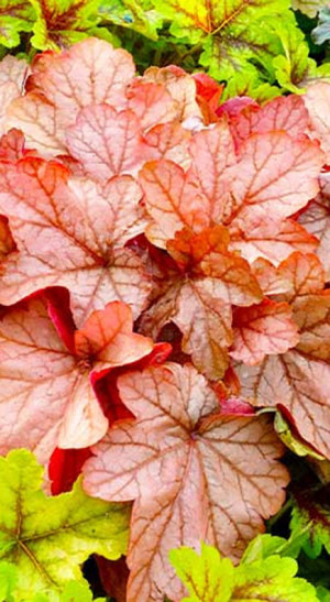 Растение Гейхера в ассортименте в конт. С2 (ЗГ)