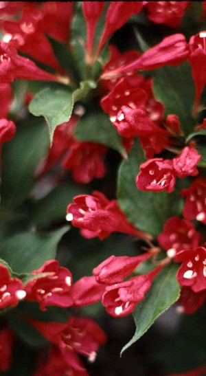 Саженец вейгелы флорида RED PRINCE в конт. С2 (Зеленый горизонт ФХ)