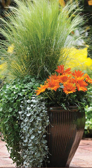 Растение Ковыль тончайший в конт. Р9 (ЗГ)