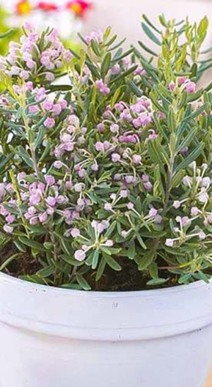 Саженец Андромеда многолистная Blue Ice (Блю Айс) в конт. Р9 (ФХ 