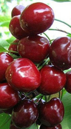 Саженец черешни Стоккато в контейнере (КФХ 