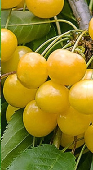 Саженец черешни Паула в контейнере (КФХ 