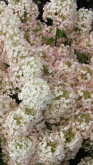 Саженец гортензии метельчатой Бобо в конт. С5 (Новатор Сад КХ)