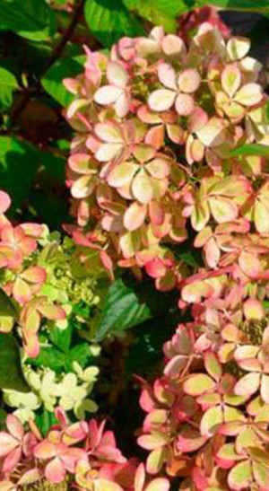 Саженец гортензии метельчатой Пастель Грин в конт. С5 (Новатор Сад КХ)