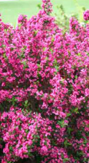 Саженец вейгелы Виктория в конт. Р9 (ПолесьеЦентр ООО)