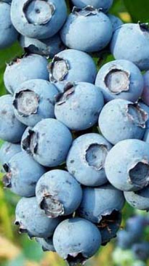 Саженец голубики Шантеклер в конт. С2 (ПолесьеЦентр ООО)