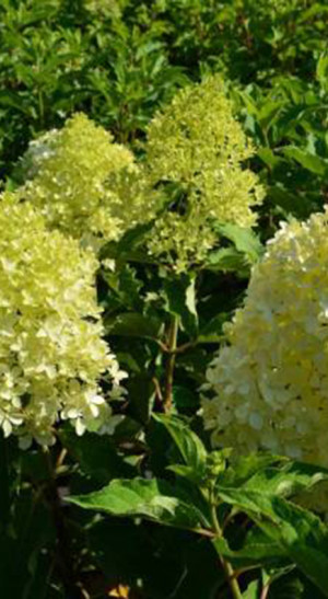 Саженец гортензии метельчатой Мэджикал лайм спаркл в конт. С5 (Новатор Сад КХ)