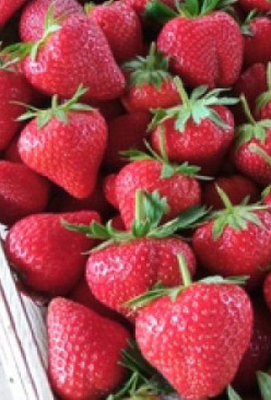 Рассада земляники садовой Магнус в конт. Р9 (Клубника) (Наш питомник КФХ)