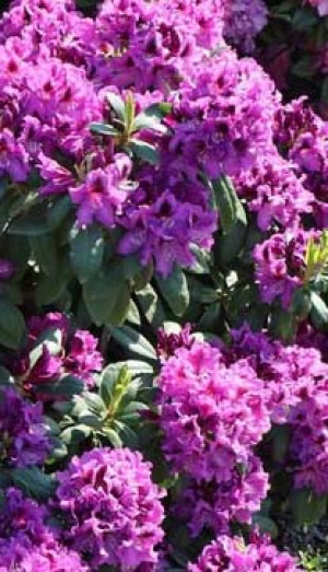 Саженец рододендрона Распутин в конт. С5 (Новатор Сад КХ)