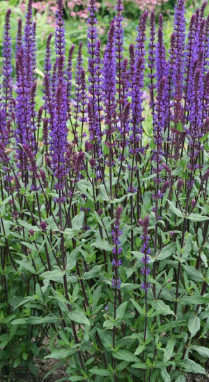 Саженец шалфея дубравного Карадонна в конт. Р9 (КХ 