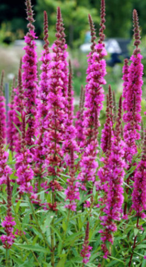 Саженец дербенника иволистного Блаш в конт. Р9 (КХ 