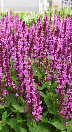 Саженец шалфея дубравного Роуз Квин в конт. Р9 (КХ 