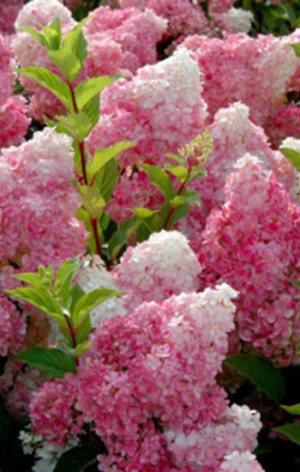 Саженец гортензии метельчатой Сандей Фрейз (Sunday Fraise) в конт. Р9 (ДР)