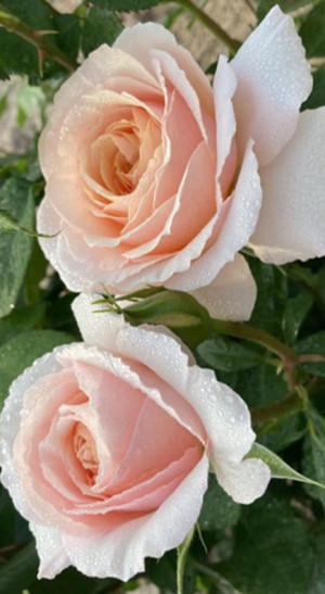 Розы саженцы на штамбе Sweet Lady
