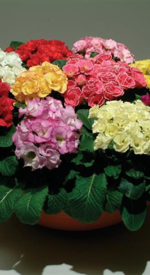 Растение Примула махровая в конт. D11 (ЧП 