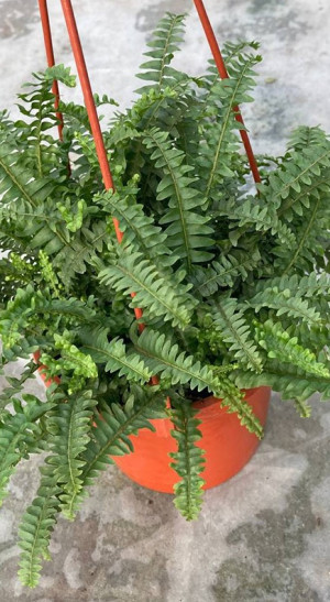 Растение Папоротник в подвесе в конт.  D14 (ЧП 