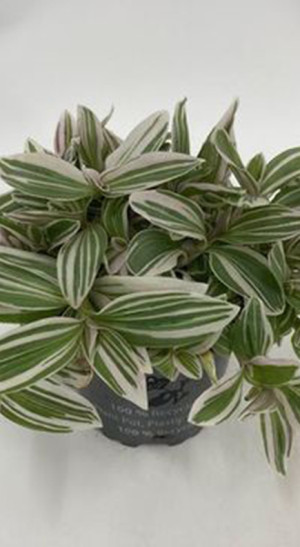 Растение Традесканция Вайт Кобра в конт. D10 (ЧП 