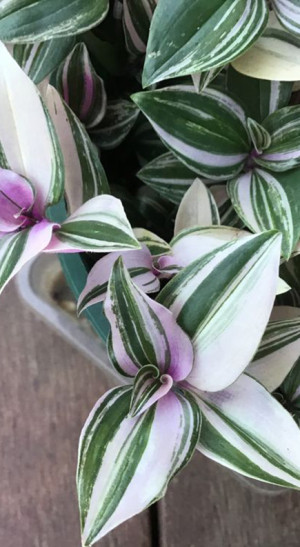 Растение Традесканция Вариегата в конт. D10 (ЧП 