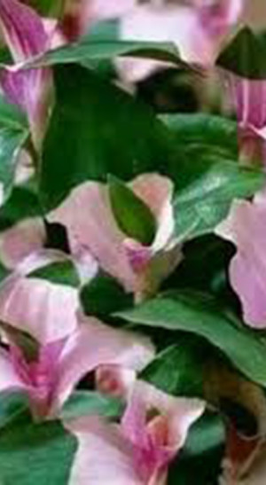 Растение Традесканция Застенчивая невеста в конт. D10 (ЧП 