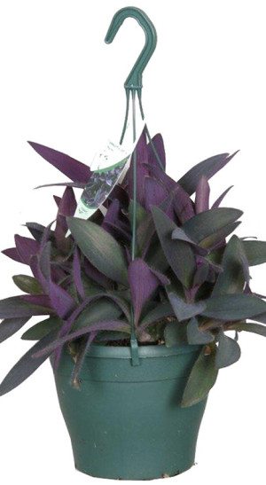 Растение Традесканция Папл Харт невеста в конт. D10 (ЧП 