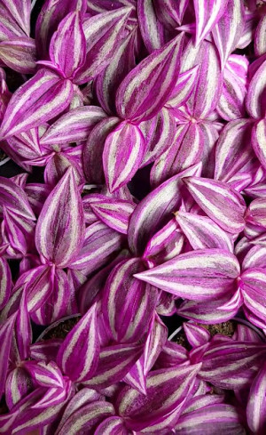 Растение Традесканция Пинк Парадайс в конт. D10 (ЧП 