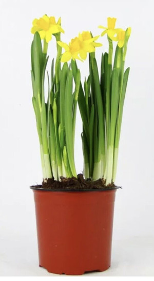 Растение Нарцисс цветущий в конт. (ФлаверсАрт)