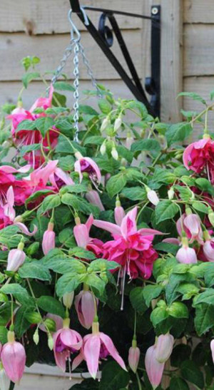 Растение Фуксия в конт. Р9 (ЗГ)