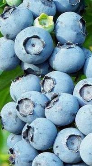 Саженец голубики Река в конт. С2 (НС)