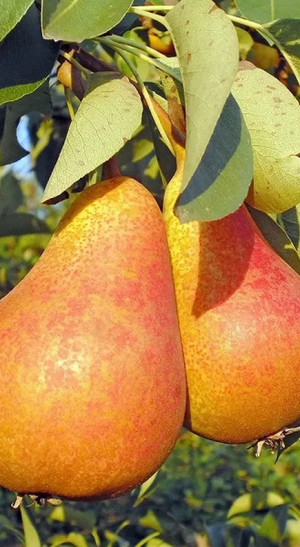 Саженец груши Забава, ОКС (НС)