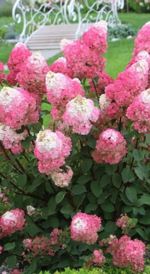 Саженец гортензии метельчатой Стробери Блоссом (Strawberry Blossom) в конт. Р9 (ДР)