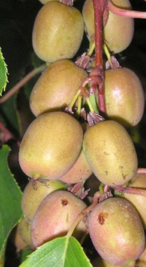 Саженец актинидии аргута Вейки, ОКС (К)