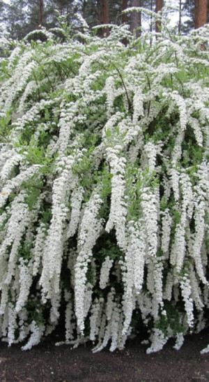 Саженец спиреи японской GREFSHEIM в конт. Р9 (ЗГ)