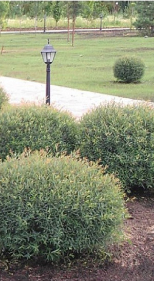 Саженец ивы пурпурной Нана в конт. Р9 (ЗГ)