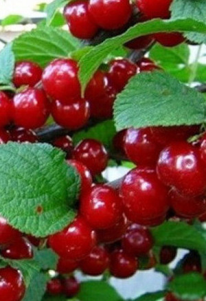 Саженец вишни войлочной Восторг в конт. Р9 (СП)