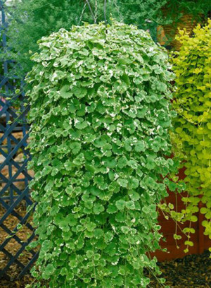 Рассада будры плющевидной в конт. D10 (ЗГ)